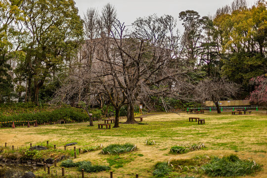 Bare broad tree standing proudly in the open lawn area at Kiyosumi Gardens March 2024