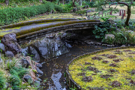 Grey heron standing in the stream near a mossy bridge at Kiyosumi Gardens March 2024