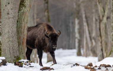 European bison in Bialowieza Forest winter landscape © Aleksander Bolbot