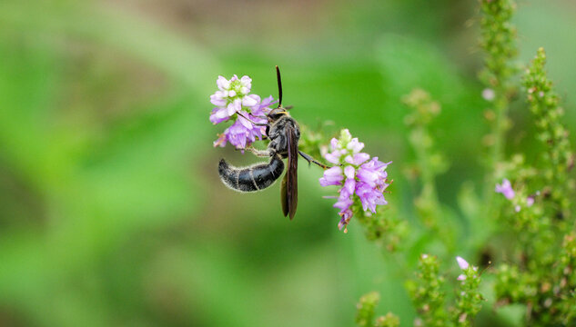 Purple little flowers and a black, strong-looking powerful bee