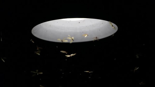 Moth Swarm Under Light: A mesmerizing swarm of moths flutters around a solitary light source in the darkness, creating an ethereal and slightly mysterious spectacle.