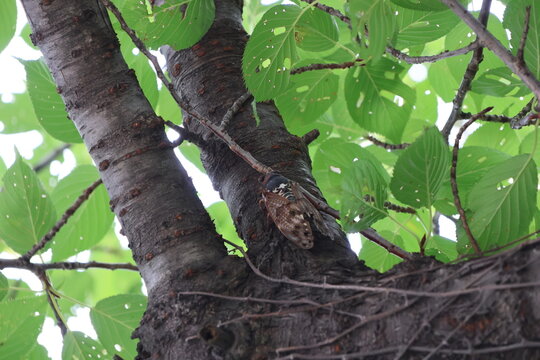 An Aburazemi cicada perched on a tree, singing throughout the summer