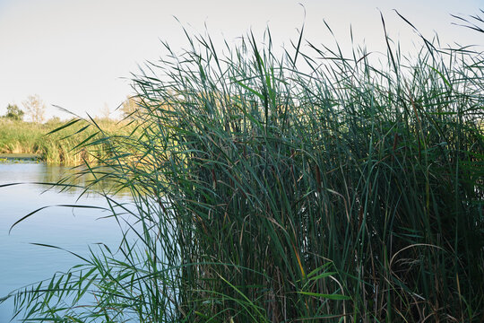 Lush green reeds and cattails growing densely along calm lake shoreline under soft daylight sky views.