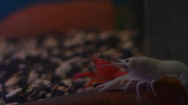 White And Red Crayfish Interacting With Finger Through Aquarium Glass
