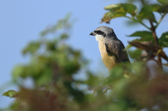 A very rare Long-tailed Shrike or Rufous-backed Shrike, Lanius schach, hunting for food perching on a bramble bush.