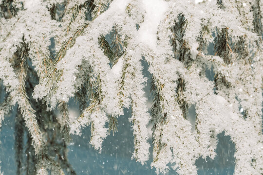 Snow-covered evergreen branches in bright winter light, natural Christmas background.