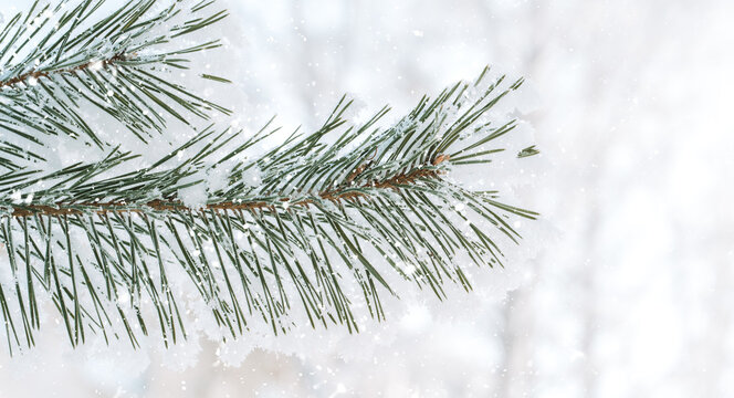 Minimal snowy fir branch on bright winter background, Christmas banner with copy space.