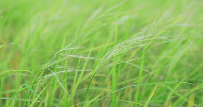 Weedy rice growing among green rice plants in a paddy field, highlighting an important agricultural weed that can compete with rice crops and reduce yield