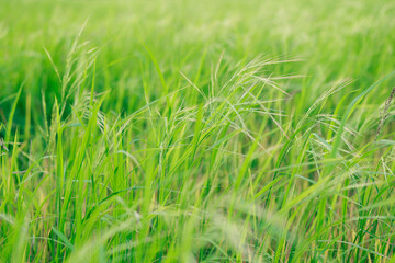 Fototapeta premium Weedy rice growing among green rice plants in a paddy field, highlighting an important agricultural weed that can compete with rice crops and reduce yield