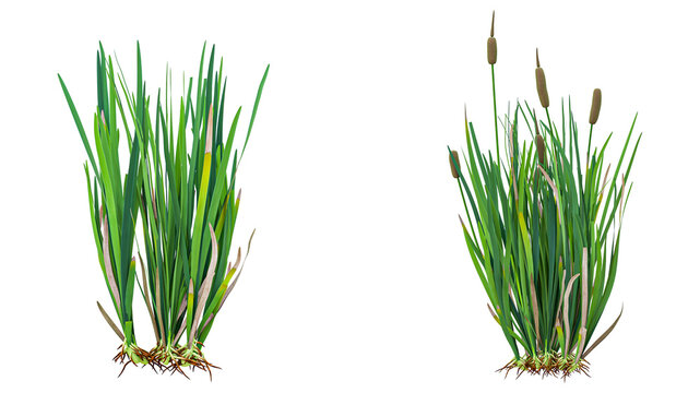 Green cattail plant isolated on transparent background ready for easy placement in various design projects for natural outdoor scenes.