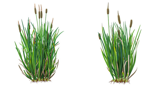 Lush green cattail plants with prominent brown flower spikes isolated on transparent background ideal for realistic digital environments.