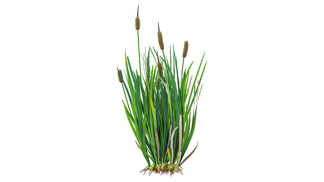 Minimalist cattail plant cluster featuring sparse green leaves and tall brown spikes isolated on transparent background for natural element integration.