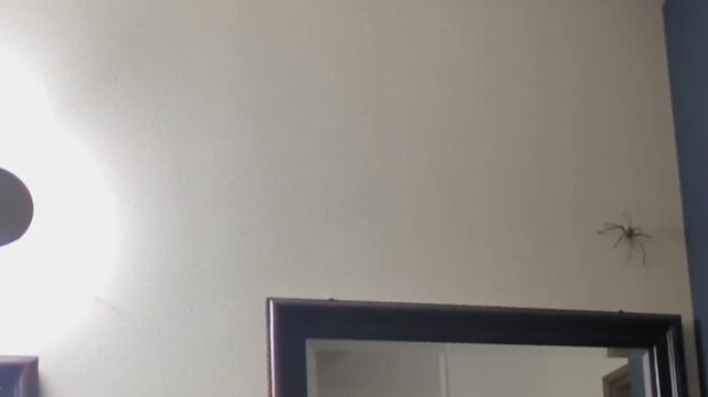 深夜の部屋で、白い壁を素早く這うアシダカグモの動画