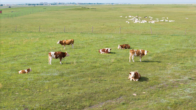 Herd of cattle grazing and resting leisurely on the broad prairie. Livestock enjoying fresh grass on open grassland, peaceful pastoral natural scenery of Inner Mongolia.