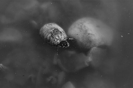 Monochromatic close-up of a turtle swimming past rocks in the pond at Kiyosumi Gardens March 2024