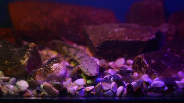 Senegal Bichir Dinosaur Eel Resting On Aquarium Gravel Under Pink Light
