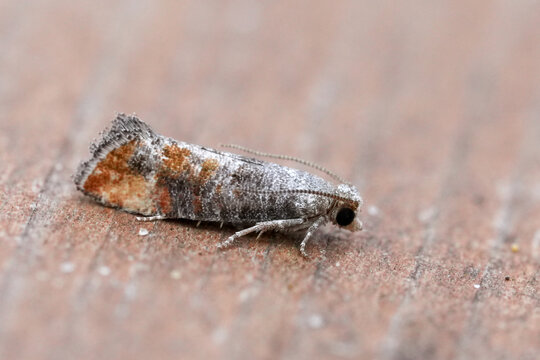 Detailed closeup on the rare Pine leaf-mining micro moth, Clavigesta purdeyi, on wood