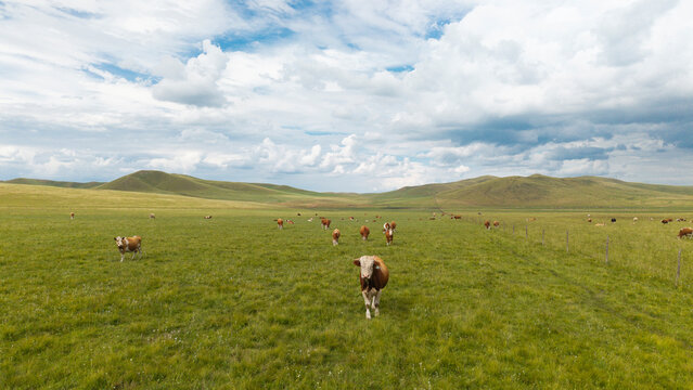 Herds of cattle grazing and resting on the vast grassland.