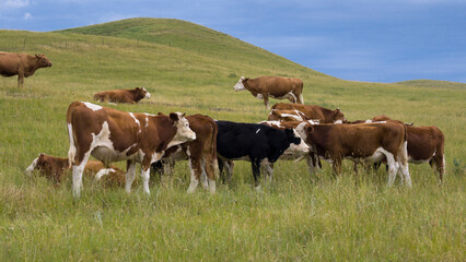 Herds of cattle grazing and resting on the vast grassland. © Guiyi