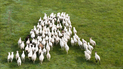 Flock of sheep grazing on Xilingol Grassland, Inner Mongolia © Guiyi
