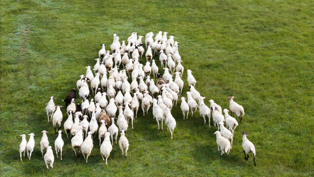 Flock of sheep grazing on Xilingol Grassland, Inner Mongolia