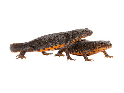 Alpine Newt Amphibian Salamander Pair Crawling Isolated White Background, orange belly spots wildlife aquatic reptile creature studio shot nature biology profile view exotic pet education macro closeu