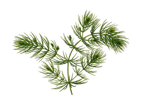 Green aquatic plant branch isolated on black background floating in clear water for aquarium concept design, featuring detailed feathery leaves, natural botanical flora, and fresh biology theme.