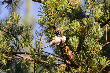 Small Gray and White Tit Perched Among Pine Needles and Pine Cone in Coniferous Tree © heshixin