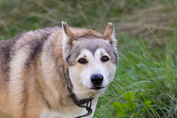 Close-Up Portrait of Gray and Tan Husky Dog with Brown Eyes Sitting in Green Grass © heshixin