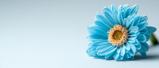 Obraz premium Radiant blue daisy