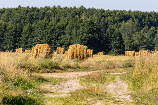 Golden Hay Bales in Harvested Field with Forest Background and Dirt Path