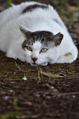Stray cat lying down and crouching on the ground in Tokyo, Japan © rbkgm146