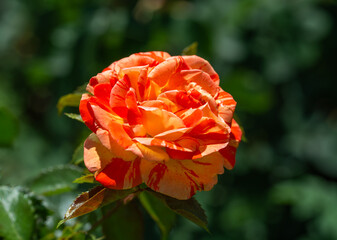 Obraz premium Beautiful roses have bloomed. Wonderful flowers that always delight the eye.