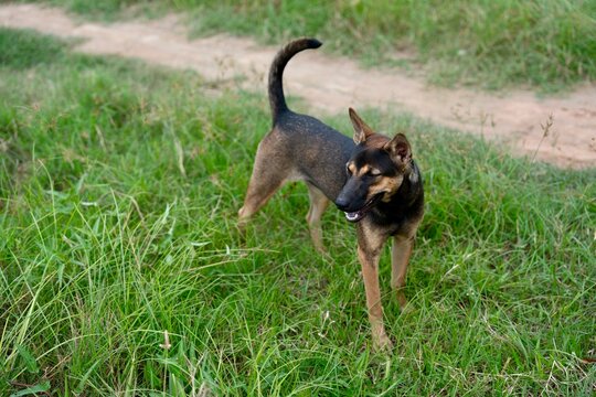 Dog Standing in Green Grass Outdoors