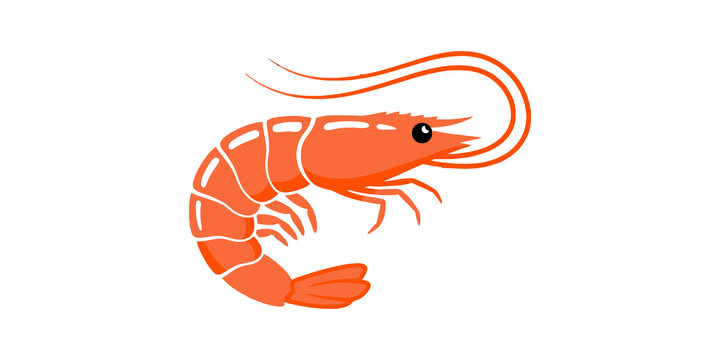 Shrimp cooked, delicious ingredient, isolated on a transparent background, seafood cuisine, healthy eating, fresh catch.