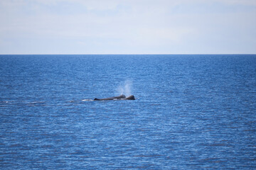 Two sperm whales resting and blowing water mist at sea surface under open sky © edigrafie