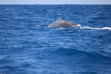 Wild sperm whale swimming near water surface under clear horizon © edigrafie