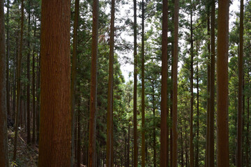 Fototapeta premium Tall cedar tree trunks in a dense Japanese forest