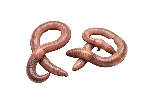 Earthworms crawling isolated black background, detailed macro photo of pink wet earthworms for fishing bait, soil fertility, agriculture, biology study, organic farming, and nature concept cutout