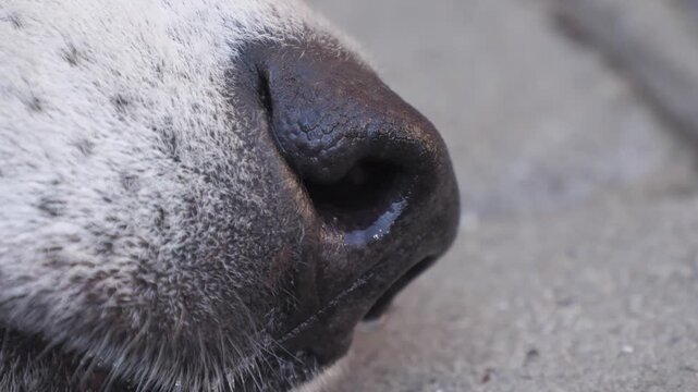 dog's nose breathing close up