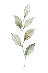 Fototapeta premium green leaves isolated on white background
