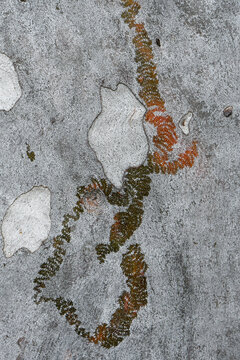 feeding tracks of the Australian native Red Triangle Slug, Triboniophorus graeffei, family Athoracophoridae, on smooth Eucalyptus bark. Grazes on microscopic algae leaving scalloped pattern on bark