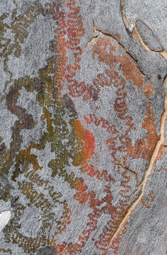 Unusual distinctive feeding tracks of the Australian native Red Triangle Slug, Triboniophorus graeffei, family Athoracophoridae, on smooth Eucalyptus bark. Grazes on microscopic algae leaving markings
