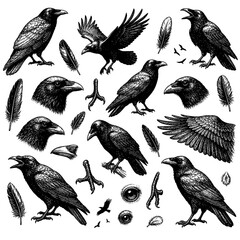 Naklejka premium Vintage Engraved Raven and Crow Illustration Set
