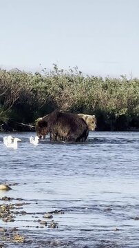 Two grizzly bears fighting in shallow river splashing water with seagulls floating around