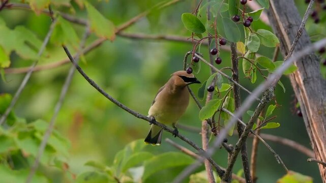 Cedar Waxwing Eating Berries While Looking Around