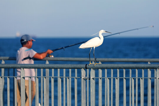 The little egret with crest next to the fisherman. The little egret (Egretta garzetta) is a species of small heron in the family Ardeidae. It is a white bird with a slender black beak, long black legs