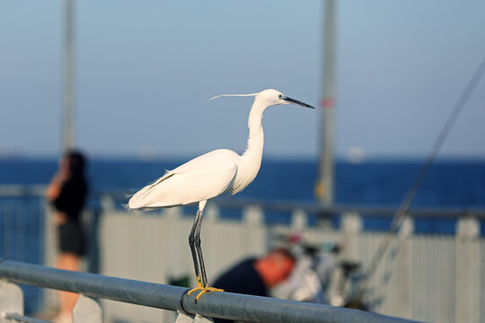 The little egret with crest next to the fisherman. The little egret (Egretta garzetta) is a species of small heron in the family Ardeidae. It is a white bird with a slender black beak, long black legs