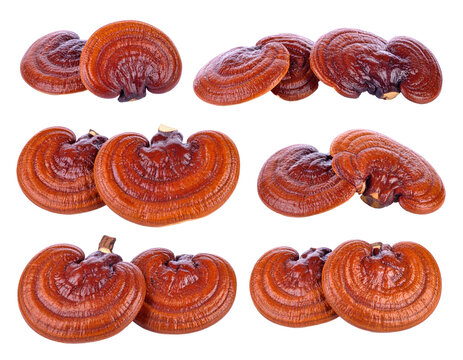 Multiple Reishi Mushrooms Isolated On Transparent Background Showing Brown Texture and Detailed Surface