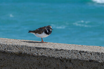 Ruddy turnstone, Arenaria interpres, standing on a concrete seawall with blurred sea background © ihervas